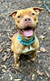 adoptable Dog in  named Fiona