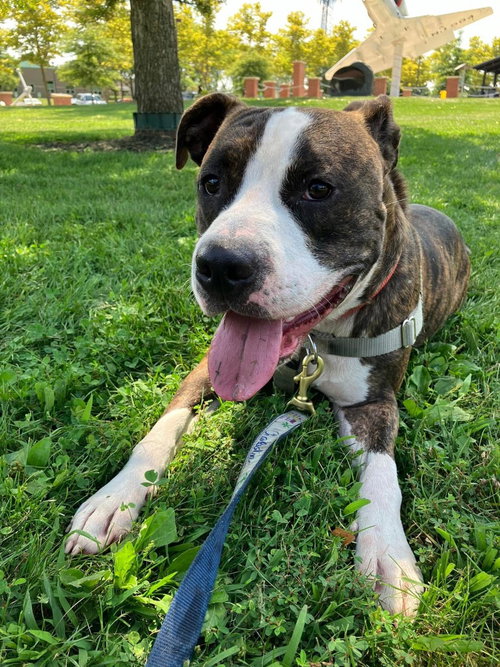 SEBASTIAN - American Staffordshire Terrier available for adoption