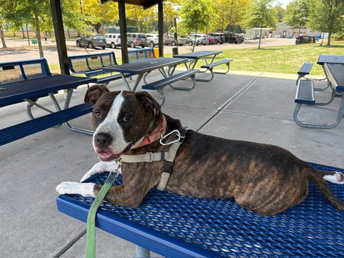 SEBASTIAN - American Staffordshire Terrier available for adoption