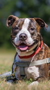 adoptable Dog in  named Sebastian