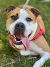 adoptable Dog in  named Milato