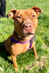 adoptable Dog in  named Luna