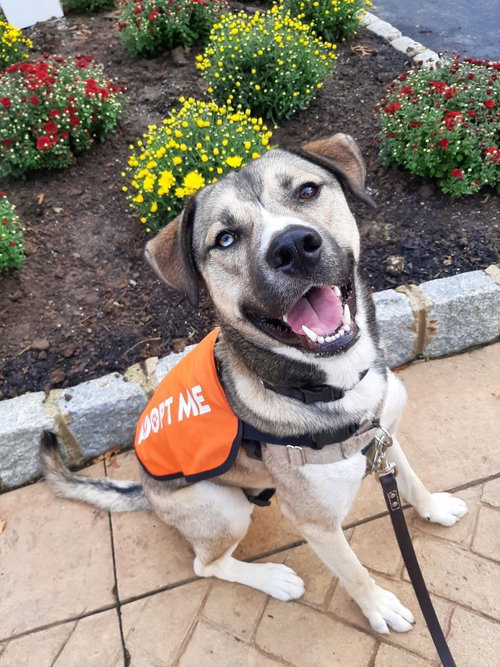 CARGO - Shepherd / Husky available for adoption
