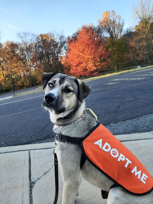CARGO - Shepherd / Husky available for adoption