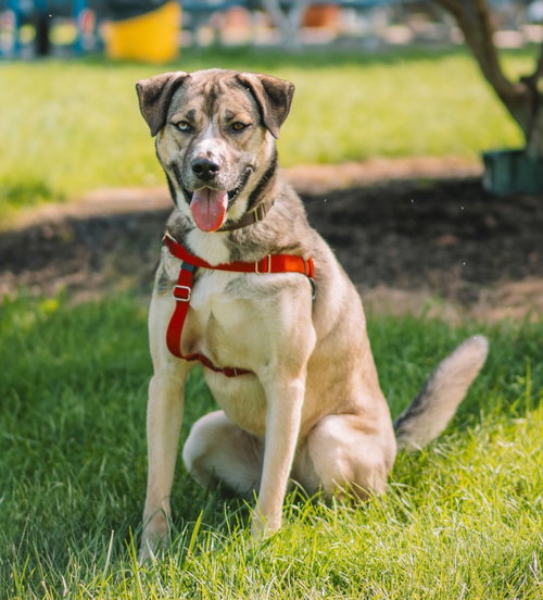 Cargo, a dog for adoption from EASEL Animal Rescue League