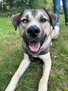 adoptable Dog in  named Cargo