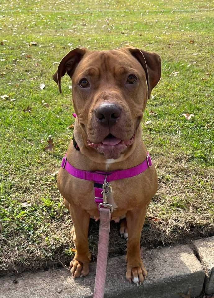 adoptable Dog in Trenton, NJ named Clementine