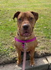 adoptable Dog in  named Clementine