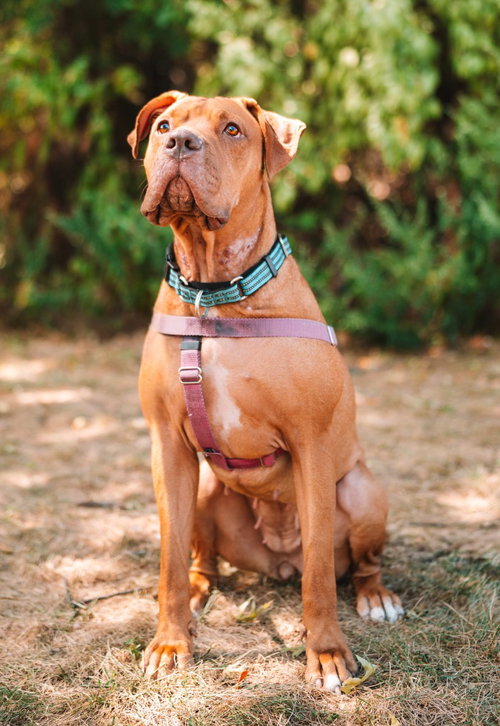 CLEMENTINE - American Staffordshire Terrier available for adoption