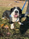 adoptable Dog in  named Basil