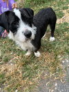Basil - Photo 4