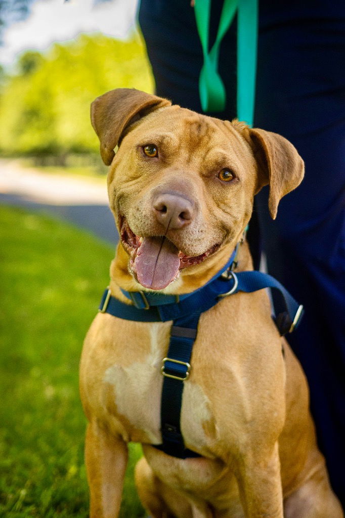 adoptable Dog in Trenton, NJ named Phoenix