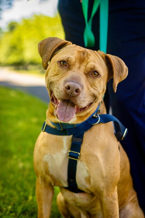 PHOENIX - American Staffordshire Terrier available for adoption