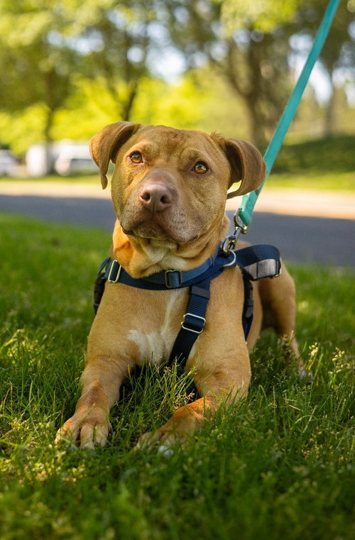 PHOENIX - American Staffordshire Terrier available for adoption