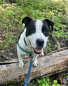 adoptable Dog in  named Jett