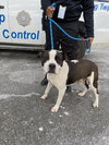 Jett - Photo 3