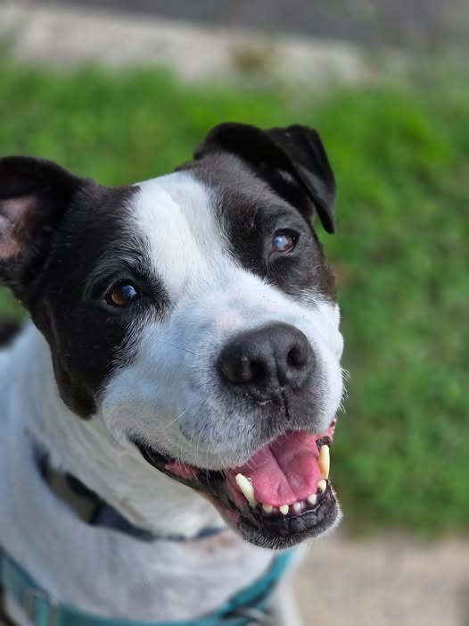 Jett, photo 2