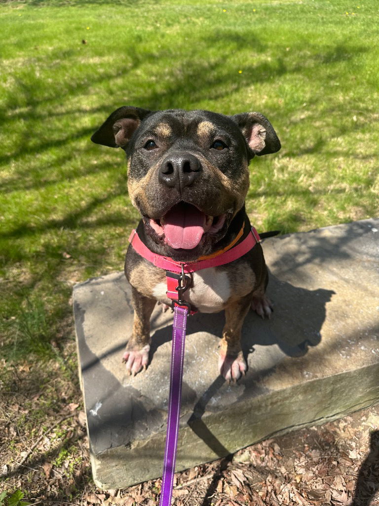 adoptable Dog in Trenton, NJ named Zara