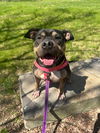adoptable Dog in  named Zara