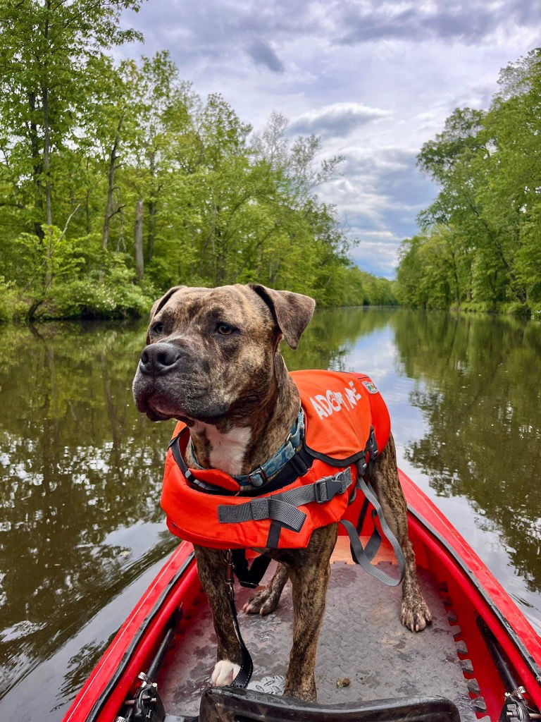 adoptable Dog in Trenton, NJ named Murphy