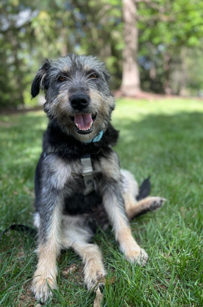 adoptable Dog in Trenton, NJ named Susie