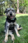 adoptable Dog in  named Susie