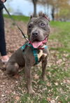 adoptable Dog in  named Scarlet