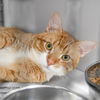 adoptable Cat in , NJ named Gibson