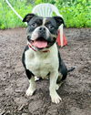 adoptable Dog in  named Mort
