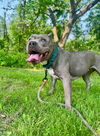 adoptable Dog in  named Nala