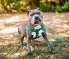 Nala - Photo 2