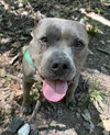 Nala - Photo 3