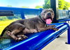 Nala - Photo 4