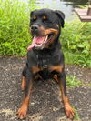 adoptable Dog in  named Simba