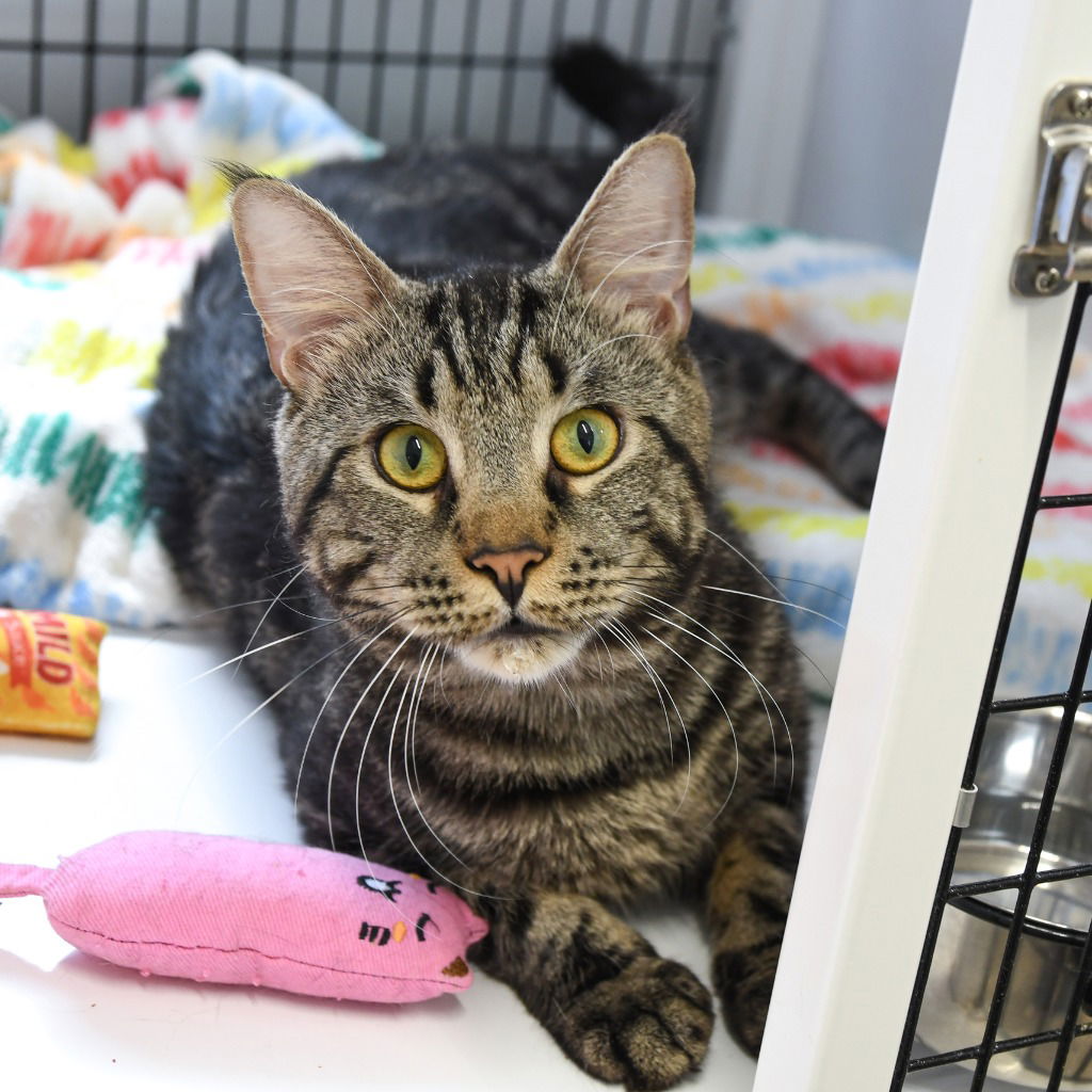 adoptable Cat in Trenton, NJ named Stephen