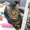 adoptable Cat in  named Stephen