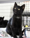 adoptable Cat in , NJ named Grover
