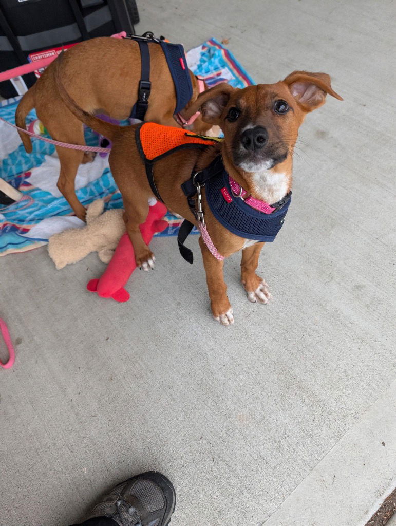 adoptable Dog in Trenton, NJ named Tang