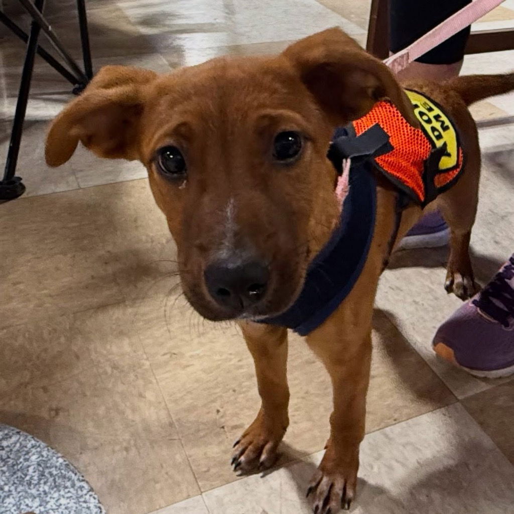 adoptable Dog in Trenton, NJ named Tetra
