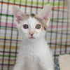 adoptable Cat in , NJ named LaVerne