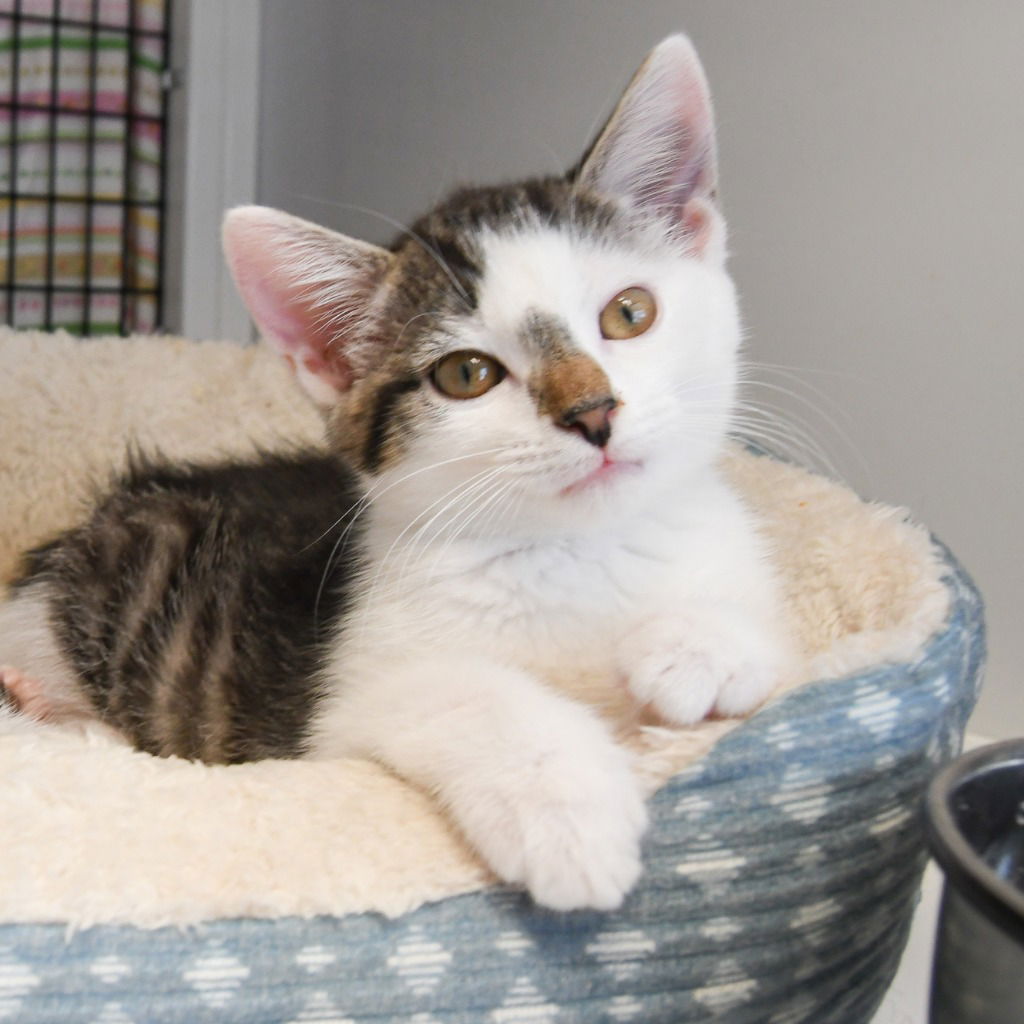 adoptable Cat in Trenton, NJ named Maxine