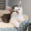 adoptable Cat in , NJ named Maxine