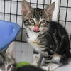 adoptable Cat in , NJ named Wallaby
