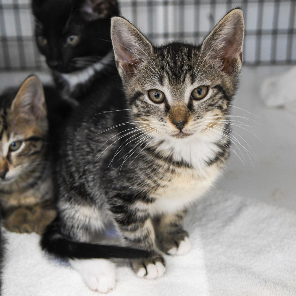 adoptable Cat in Trenton, NJ named Bandicoot