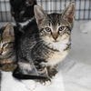 adoptable Cat in , NJ named Bandicoot