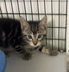 adoptable Cat in , NJ named Wombat