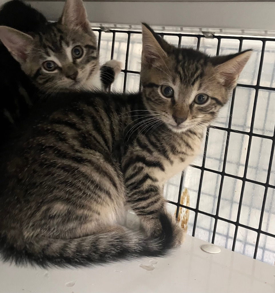 adoptable Cat in Trenton, NJ named Kangaroo