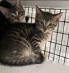 adoptable Cat in , NJ named Kangaroo
