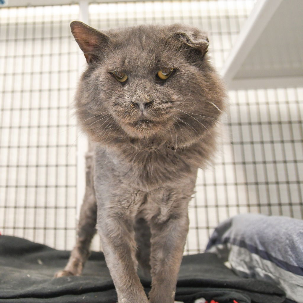 adoptable Cat in Trenton, NJ named Rocky
