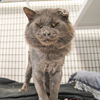 adoptable Cat in  named Rocky